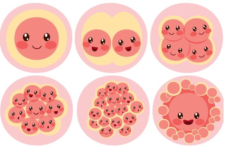pregnancy-week3