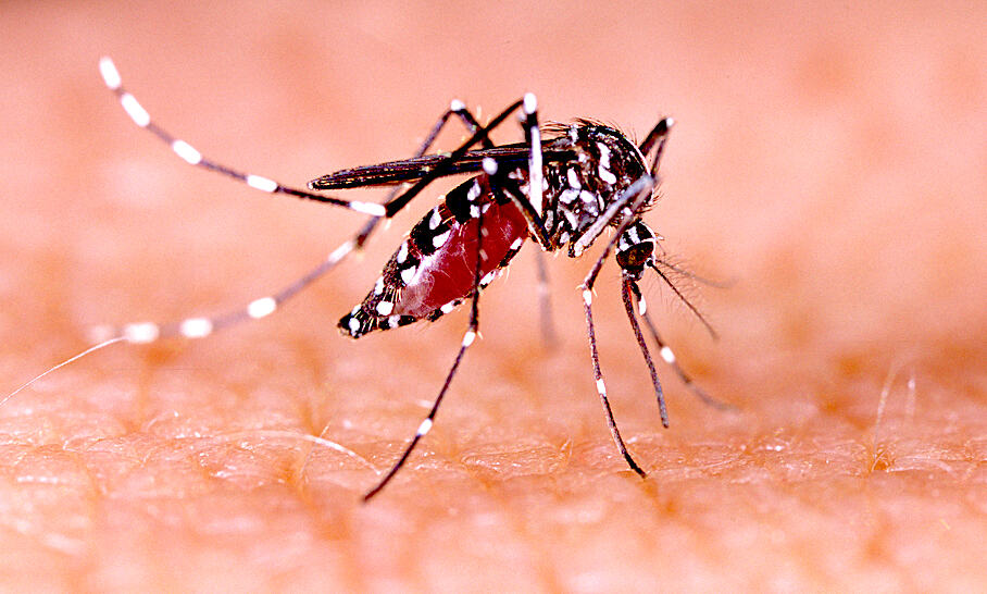 dengue-fever-treatment-in-children