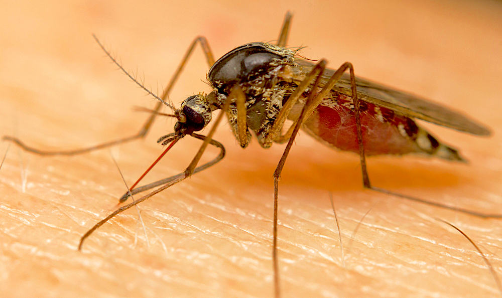 dengue-fever-tips-for-choosing-repellents
