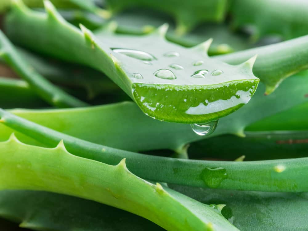 6-benefits-of-aloe-vera