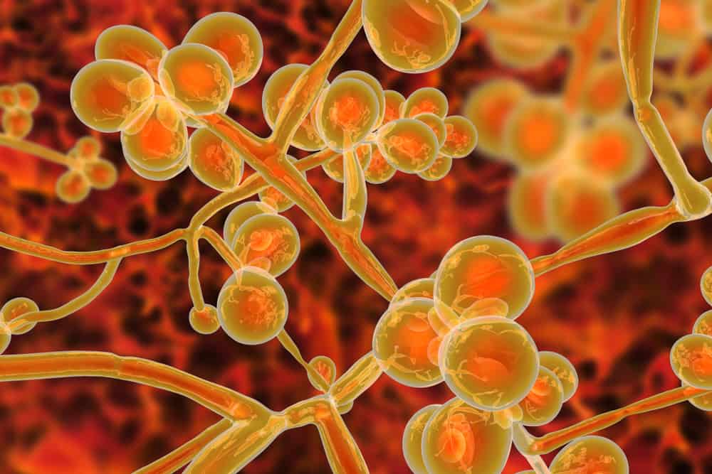 what-candida-auris-and-why-it-is-fatal