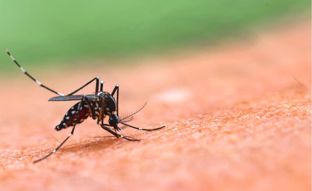 what-is-chikungunya