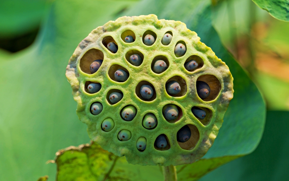 what-is-trypophobia