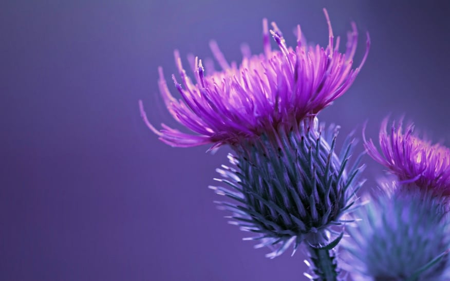 herbs-amazing-birth-control