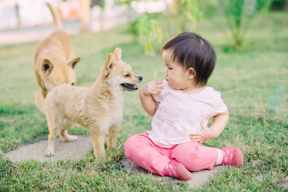 safety-tips-for-toddler-with-pets