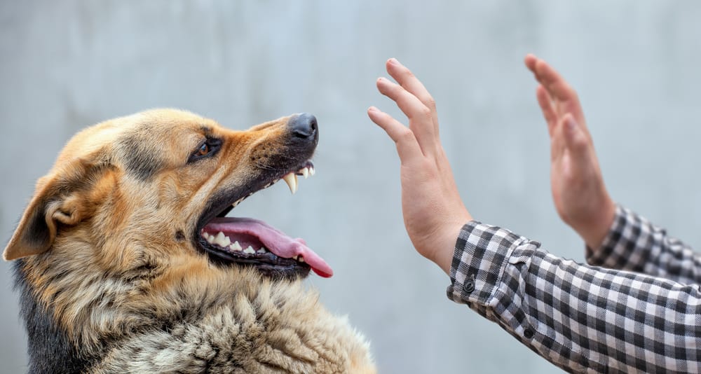 are-you-afraid-of-dogs-because-of-cynophobia