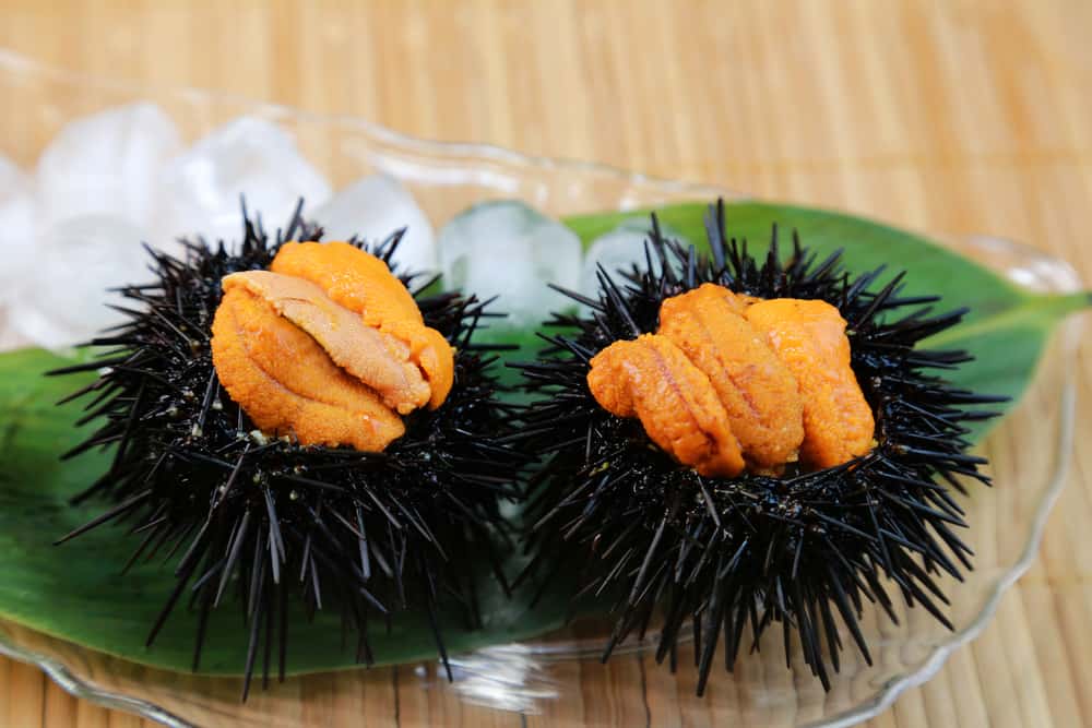 sea-urchin-five-nutritional-benefits