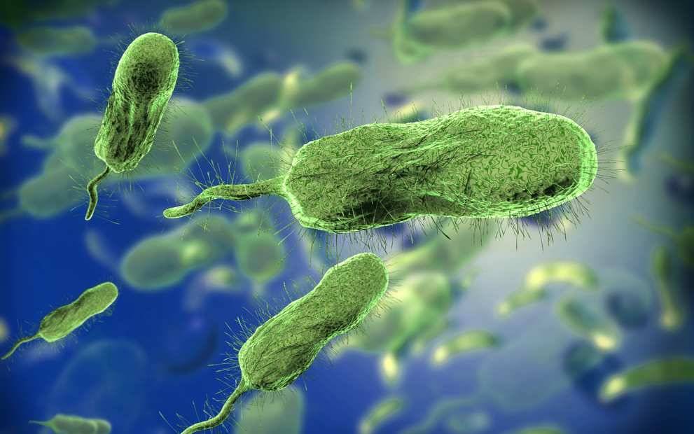 5-ways-to-keep-you-away-from-vibrio-vulnificus
