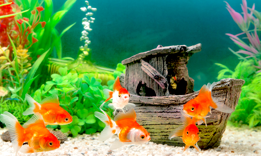 five-health-benefits-of-fish-keeping