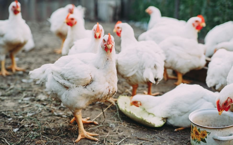 bird-flu