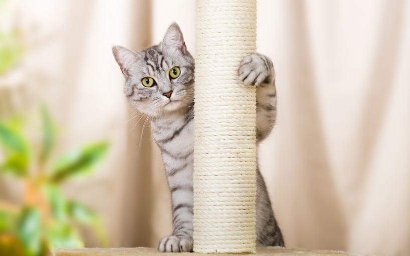 cat-scratch-disease