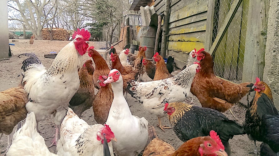 what-do-we-know-about-birds-flu