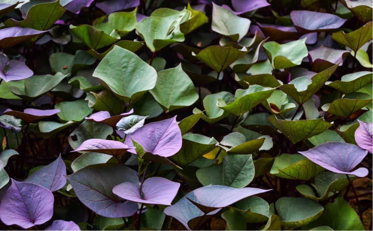 amazing-benefits-nutritious-potato-leaves