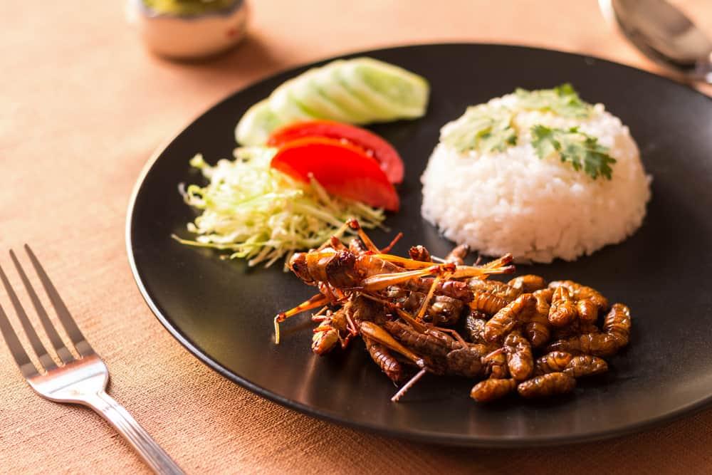 4-surprising-facts-of-eating-insects