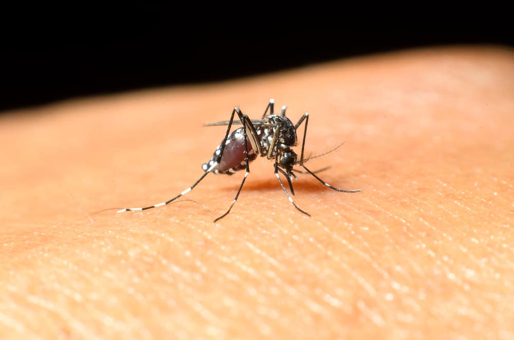 what-is-west-nile-virus