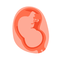 懷孕後期