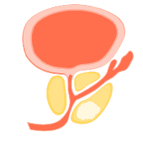 攝護腺健康