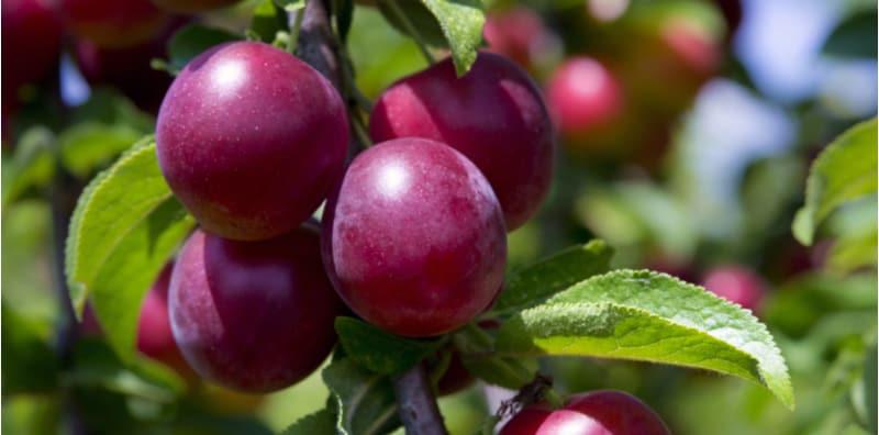 plum