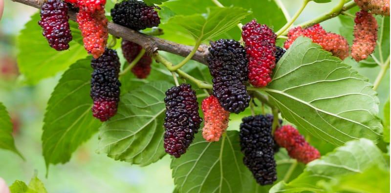mulberry