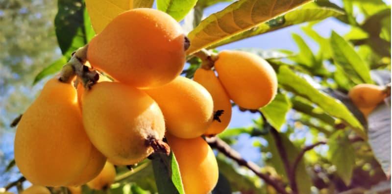 loquat