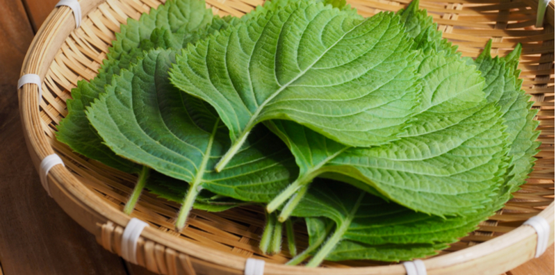 perilla-leaves